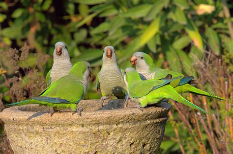 What Is The Best Size For A Quaker Parrot Cage? - For The Parrot