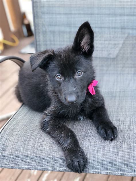 How Much Are Black German Shepherd Puppies