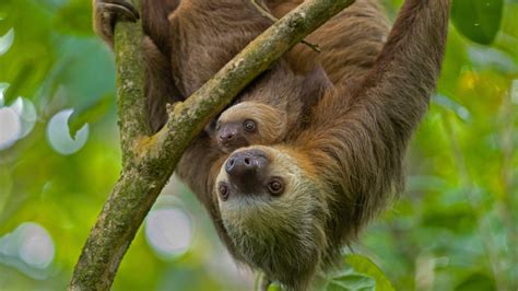 Download Baby Animal Animal Sloth 4k Ultra HD Wallpaper by Suzi Eszterhas