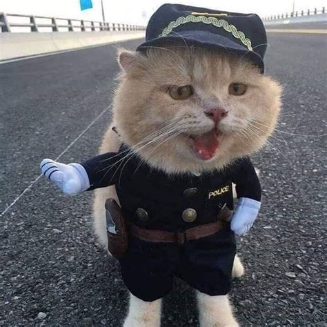 Police cat!!!