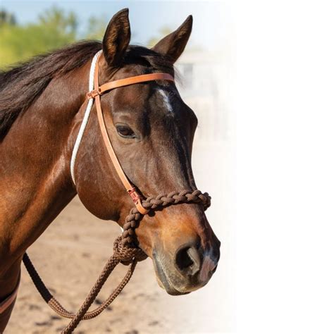 Professionals Choice Loping Hackamore - StateLineTack.com | Dapple grey horses, Pretty horses ...