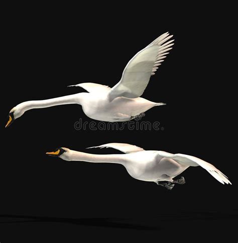 Swan flying stock illustration. Illustration of wings - 3327619