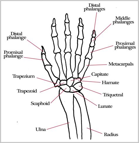 Pictures Of Hand Bones Image | Anatomy System - Human Body Anatomy diagram and chart images