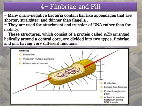 Presentation 3