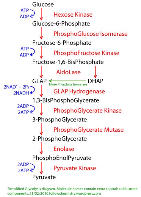 The Enzymes of Glycolysis Are Located in the - Vincent-has-Vargas