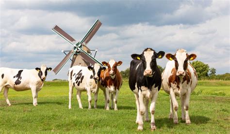 Why the News Block on the Plight of Dutch Farmers? ⋆ Brownstone Institute