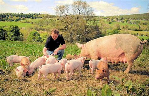 Co-owner Alan Pierce on Gold River Farm Gold River, Pig Farming ...