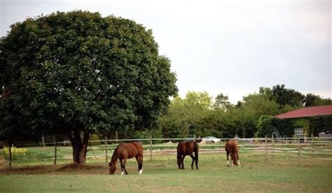 Horse Farm Names - Helpful Horse Hints