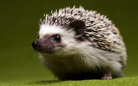 Download Animal Hedgehog HD Wallpaper