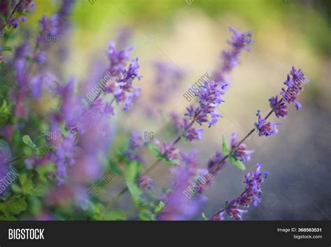 Violet Wild Flowers Image & Photo (Free Trial) | Bigstock