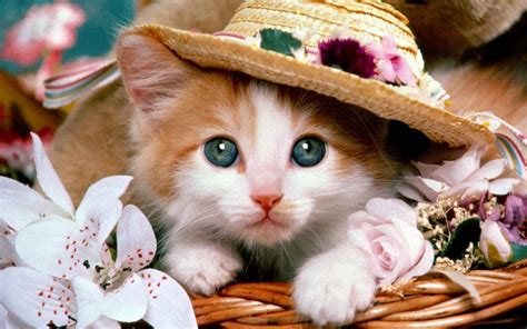 Hình nền thú cưng cho điện thoại cực yêu | Cute cat wallpaper, Funny cat wallpaper, Kitten wallpaper