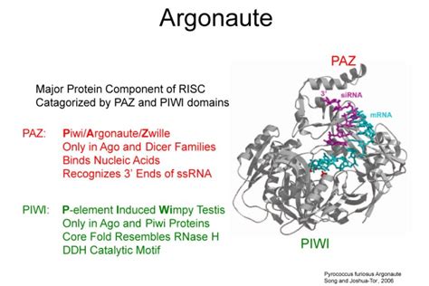 The History of the Argonaute, Part 1 | You'd Prefer An Argonaute