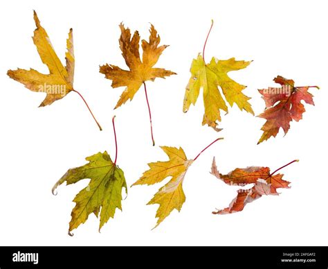 Wrinkled foliage Cut Out Stock Images & Pictures - Alamy