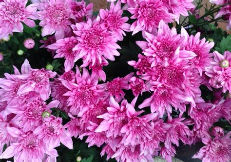 Chrysanthemum (Common Name - Florists Chrysanthemum) 150mm Pot - Dawsons Garden World