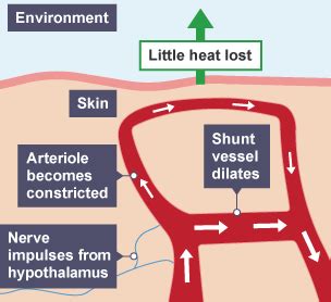 BBC Bitesize - GCSE Biology - Homeostasis - Revision 2