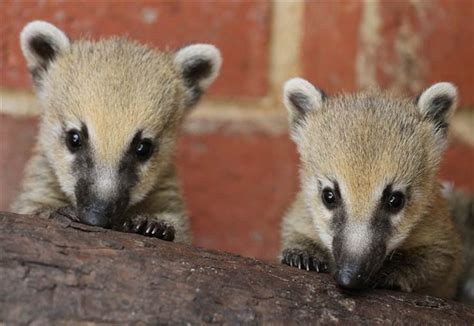 Preserving the Amazon!: Coati