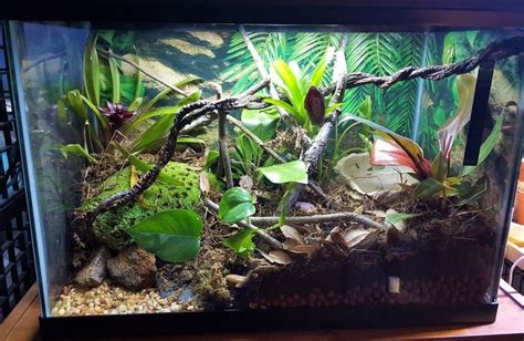 Amazing Pet Enclosures — Tree frog setup (source) | Tree frog terrarium ...