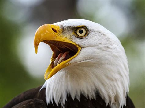 Where Do Bald Eagles Live? (Habitat, Range & Distribution) | Birdfact