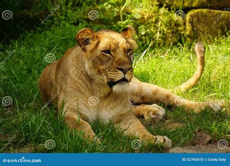Female Lion In The Grass. Stock Photo - Image: 52765473