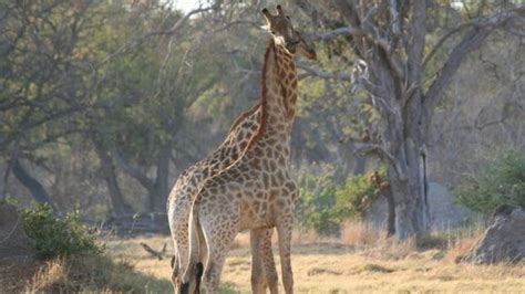 Giraffes facing 'silent extinction' as population plunges - BBC News