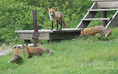 Four Fox Family Photograph by Bob Bennett - Fine Art America