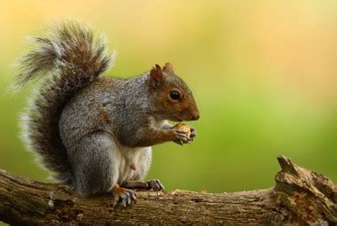 Tree Squirrel | Pest Information & Prevention Tips