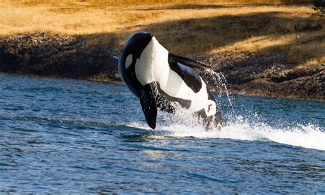 Orcas Attack and Sink Boat in Europe - GreekReporter.com