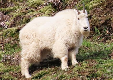 Oreamnos americanus (Mountain Goat) – 10,000 Things of the Pacific Northwest