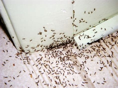 Ant Control Melbourne | Pest Control Empire