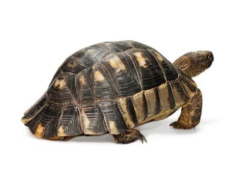 Marginated Tortoise (Testudo marginata) - ReptileTalk NET