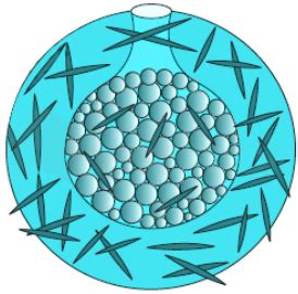 [Solved] During asexual reproduction, the formation of gemmules is se