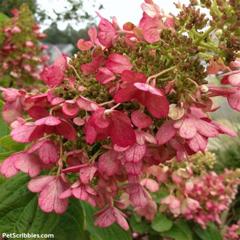 Pinky Winky Hydrangea Care — Your Ultimate Guide - Garden Sanity by Pet Scribbles