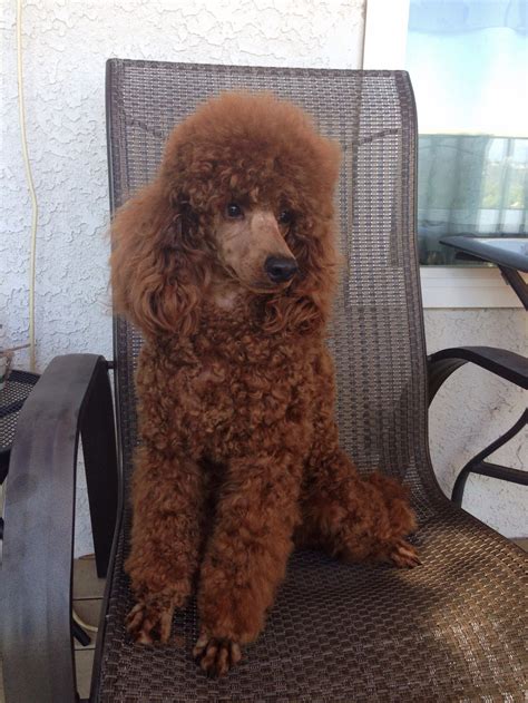 Groomed red miniature poodle | Poodle, Red poodles, Pet dogs