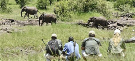 Wildlife Conservation Safari | An Insight In Conservation | Matriarch Africa