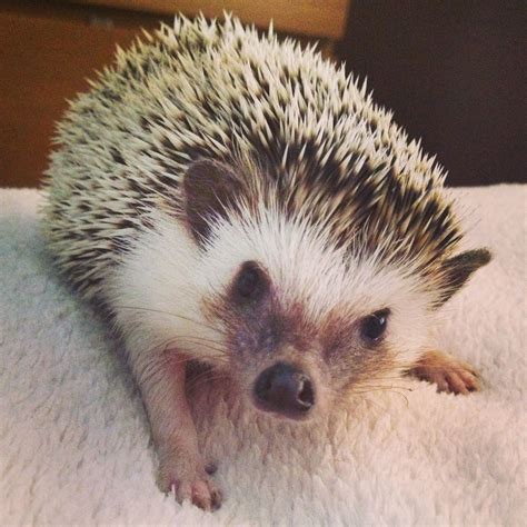 African Pygmy Hedgehog | Pygmy hedgehog, Hedgehog, African