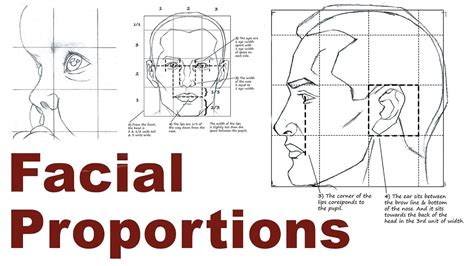 Portrait Drawing Basics 2/3 - Facial & Head Proportions - YouTube