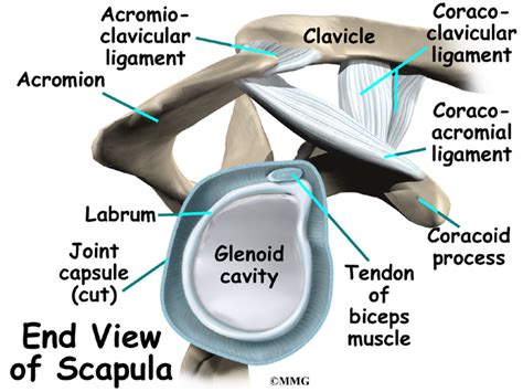 Reverse Shoulder Arthroplasty - eOrthopod.com