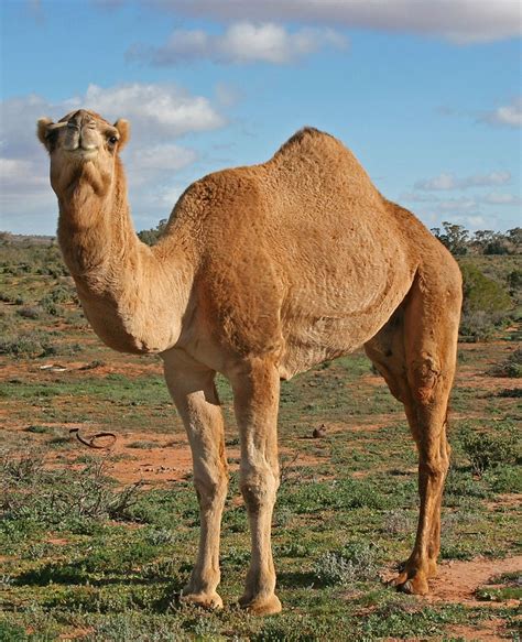 Interesting Facts About Camels - Ships of the Desert | Camel, Desert animals, Camels