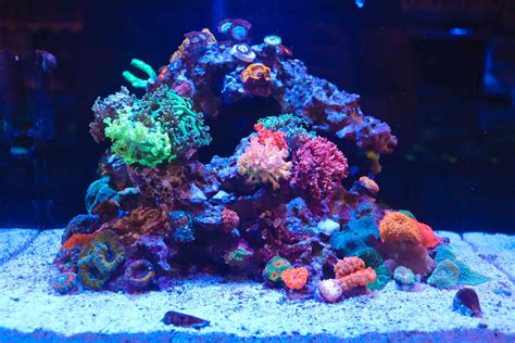 Reef Casa Studio 12 Nano Reef Tank - Reef Casa