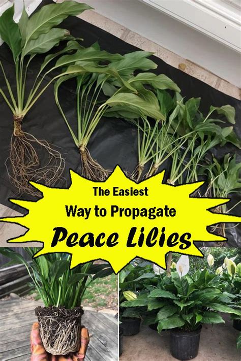 The Easiest Way to Propagate Peace Lilies Anytime! in 2023 | Peace lily ...