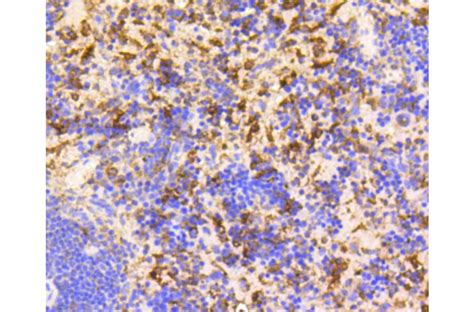 Anti-GAPDH Antibody [Assigned #A10868] (A16699) | Antibodies.com