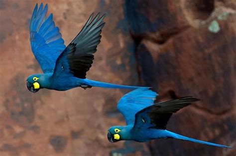 Blue Macaws Are The Gardeners Of The Forest | Macaw, Blue macaw, Pet birds