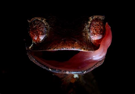 Uroplatus phantasticus | Tropical Herping