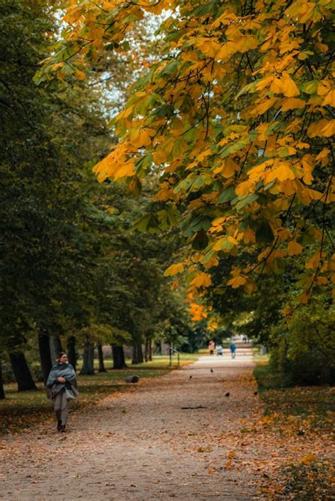 People Walking in a Park in Autumn · Free Stock Photo