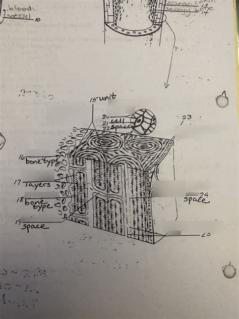 Compact Bone Diagram | Quizlet