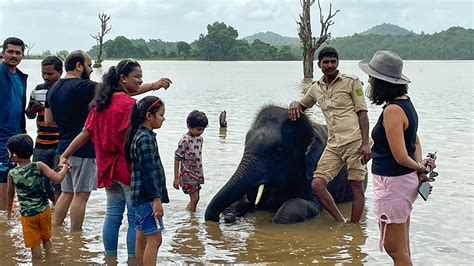 SAKREBYLE ELEPHANT CAMP- Karnataka Tourism