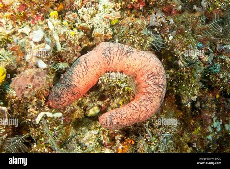 Edible sea cucumber (Holothuria edulis) Indian ocean, Maldives Stock Photo - Alamy