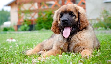 Leonberger Weight Chart | Size & Growth Chart