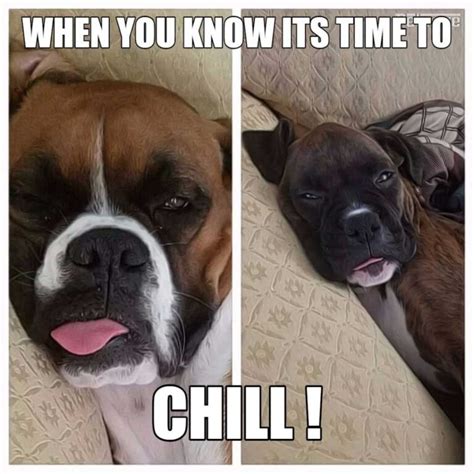 Chilling Boxer Dogs Meme - PETRAGE