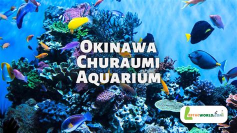 Important to know about Okinawa Churaumi Aquarium | Japan